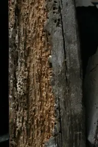 Oak joist in situ with the sapwood destroyed by wood-boring beetle attack, dense holes and galleries under raking light