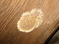 Older dried fruiting body of Coniophora puteana on a roof rafter