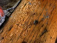 Woodworm holes and exposed larval burrows in the surface of a pine floorboard