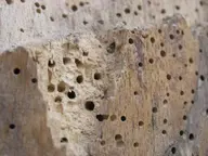 Close-up of a broken block of beech riddled with 1 to 1.5mm round woodworm exit holes, with pale frass in the broken face